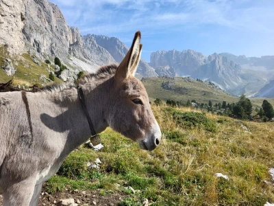 Im Puez-Geisler-Nationalpark - Mareike Potrikus