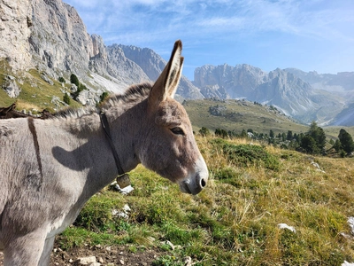 Im Puez-Geisler-Nationalpark - Mareike Potrikus