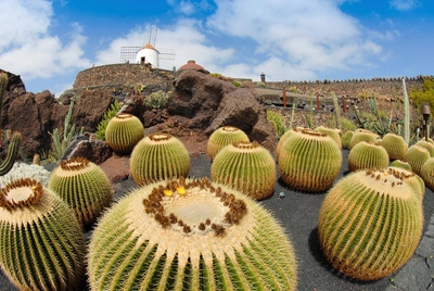 Jardin de Cactus - Volker Boehlke