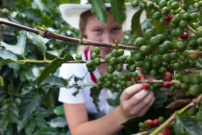 Kaffee-Finca - Promotora Neptuno