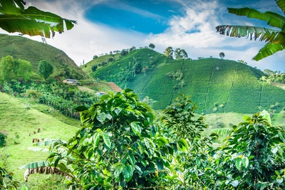 Kaffeeplantage im Hochland - Martin - © Martin / Adobe.com