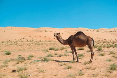 Kamel in den Wahiba Sands - Anna Kossak