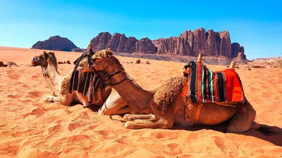 Kamele im Wadi Rum - Dennis Gowitzke