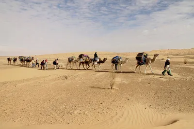 Karawane in der Sahara - Hartmut Bartelt