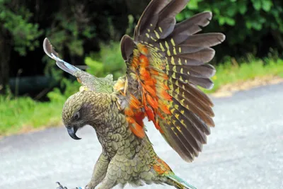 Kea im Fjordland NP - Julia Spanowsky