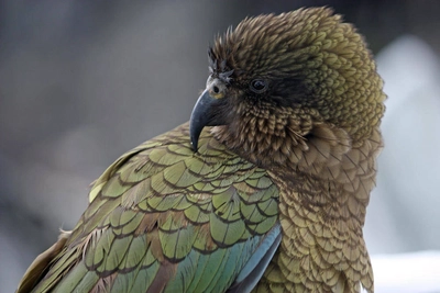Kea Papagei - Frederik Schwall