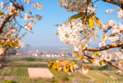 Kirschblüte in Breisach am Rhein - Chris Keller - © Chris Keller / Schwarzwald Tourismus