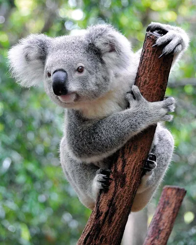 Koala - Archiv