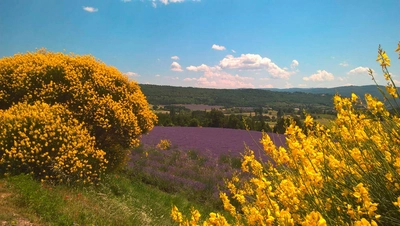 Lavendel und Ginster - Anke Nissen