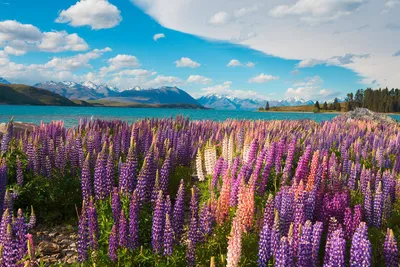 Lake Tekapo - WONG CHUN WAI - © WONG CHUN WAI / Adobe.com