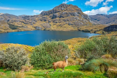 Lama im Las Cajas-Nationalpark - SL-Photography - © SL-Photography / Adobe.com