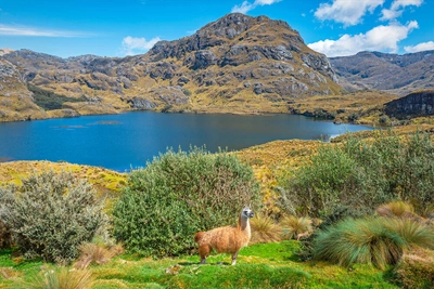 Lama im Las Cajas-Nationalpark - SL-Photography - © SL-Photography / Adobe.com