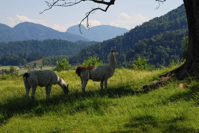 Lamas - exotische Bewohner des Oberaudorfer Burgbergs - Gerd Thiel