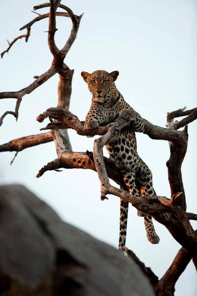 Leopard im Baum - Frank Wirth