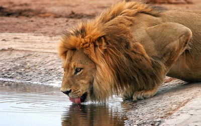 Löwe im Chobe Nationalpark - Gert Stephan - © Gert Stephan