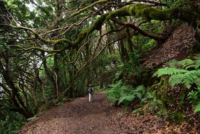 Lorbeerwald im Anaga-Gebirge - Tilo Pielka