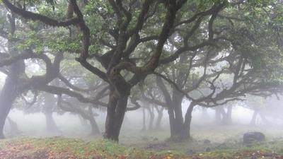 Lorbeerbäume im Nebel - Melanie Bechthold