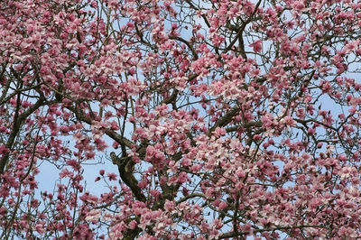 Magnolien im Trebah Garden im Frühling - Trebah Garden