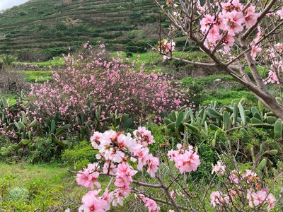 Mandelblüte auf La Gomera - Christiane Kischkel