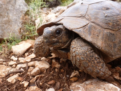 Maurische Landschildkröte - Florian Schipka