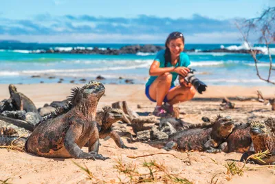 Meerechsen auf Galapagos - Maridav / Adobe.com - © Maridav / Adobe.com