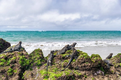 Meerechsen auf Galapagos - Maridav - © Maridav / Adobe.com
