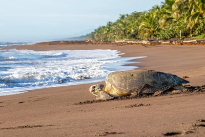 Meeresschildkröte in Tortuguero - Kenneth Vargas - © Kenneth Vargas / Adobe.com