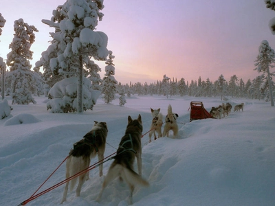 Mit den Huskys durch Lappland - Dolde