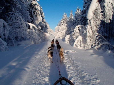 Mit unseren Huskys unterwegs - Lapplands Drag