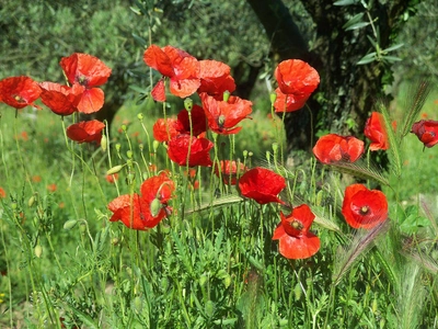 Mohnblumen in der Provence - Cornelia Kolbe