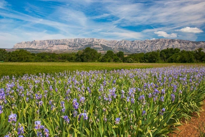 Montagne Sainte-Victoire - jefwod - jefwod /Adobe.com