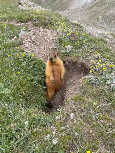 Murmeltier im Pamir-Gebirge - Jessica Möller