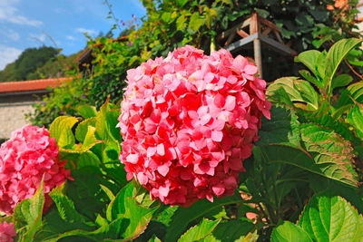 Nahaufnahme der Blüte der rosafarbenen Hortensie - Lindasky76 - © Lindasky76