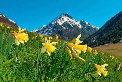 Narzissen im Vall d'Incles - Andorra Turisme, SAU - © Andorra Turisme, SAU