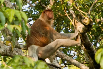 Nasenaffe am Kinabatangan - Frank Brathering