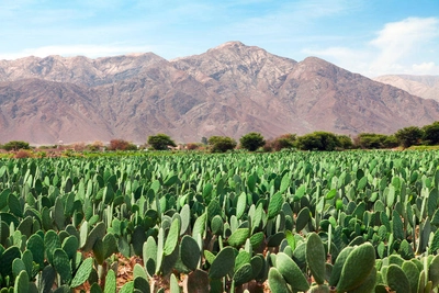 Nopal-Plantage - Daniel Prudek / Adobe.com - © Daniel Prudek / Adobe.com