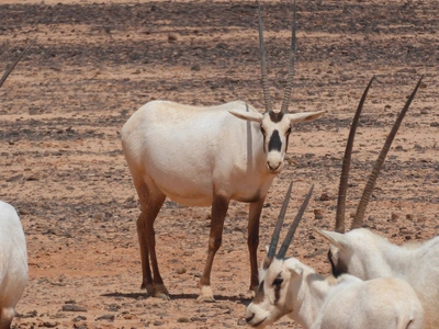 Oryx-Antilopen im Shaumari Wildlife Reserve - Surinder Ziefuß