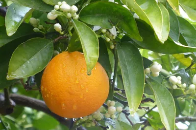 Orange am Baum - Heidi Gagelmann