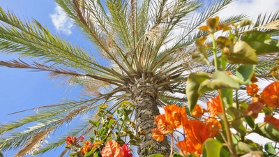 Palmenpracht auf Madeira - Sabine Michl