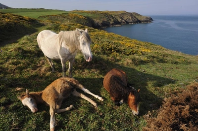 Pembrokeshire Coast National Park - Darek Wylezol