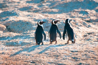 Pinguine am Boulder's Beach - Barend - © Barend / adobe.com