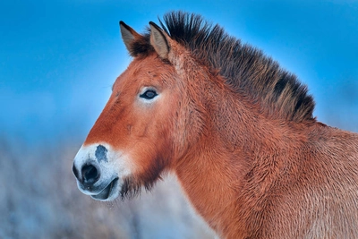 Przewalski-Pferd im Hustai Nationalpark - Ondrejprosicky - © Ondrejprosicky / adobe.com