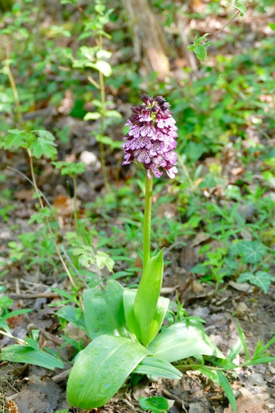 Purpur-Knabenkraut - Ulrike Spohn-Findeis