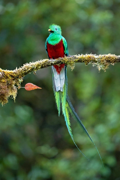 Quetzal - Milan - © Milan / Adobe.com