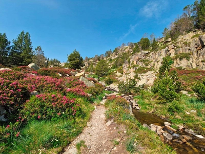 Rhododendronblüte im Juni - Bärbel Fischer