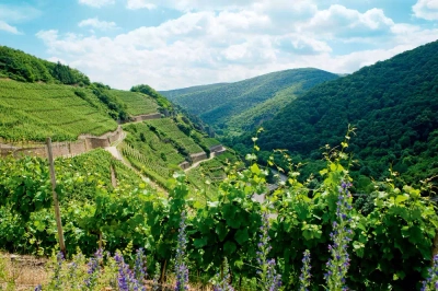 Rotweinwanderweg Ahrweiler-Dernau - Stefan Bunkofer