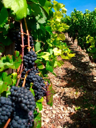 Rotweintrauben - Claudia Ortel