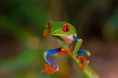 Rotaugenlaubfrosch - Hans-Joachim Rohde