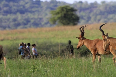 Safari - Uganda Trails