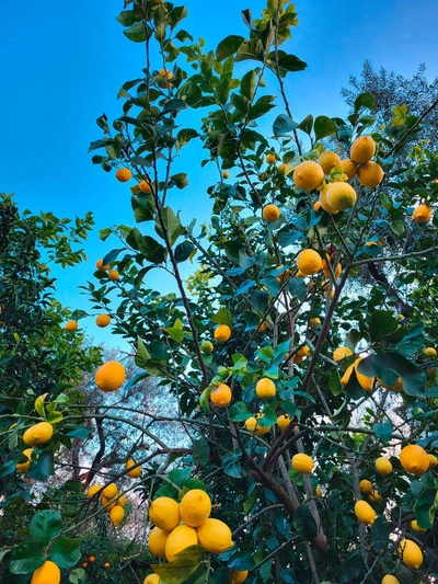 Saftige Zitronen für den Limoncello - Mareike Potrikus